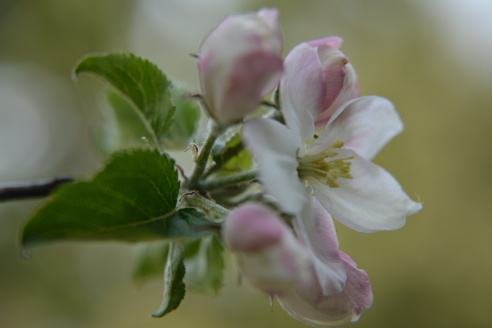 Apfelblüte, Grafensteiner