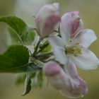 Apfelblüte, Grafensteiner