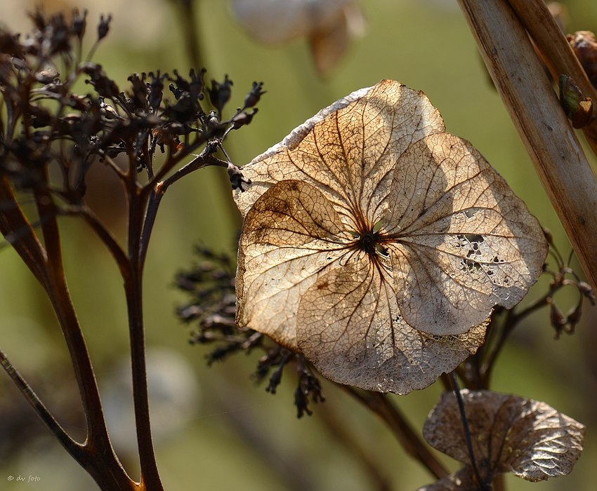 Apfelblüte hat begonnen