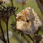 Apfelblüte hat begonnen