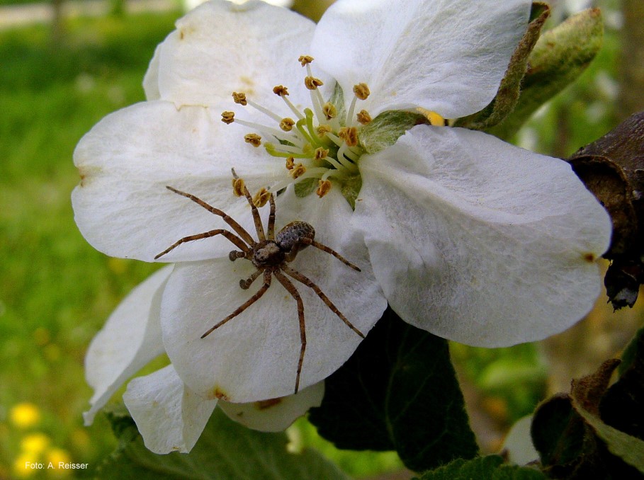 Apfelblüte hat Besuch