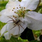 Apfelblüte hat Besuch