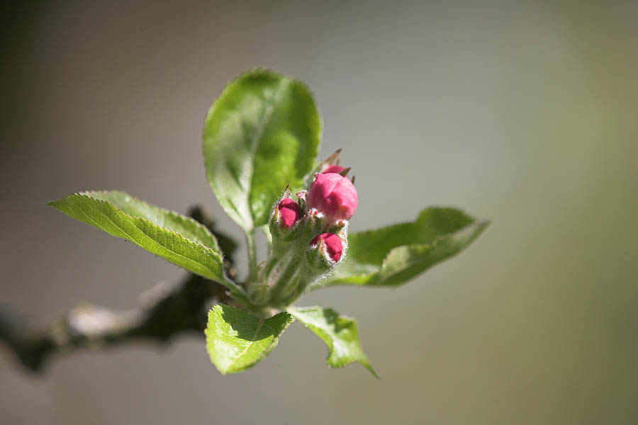 Apfelblüte I