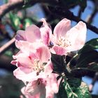 Apfelblüte I
