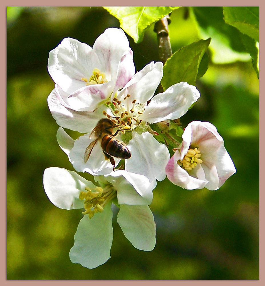 Apfelblüte II..