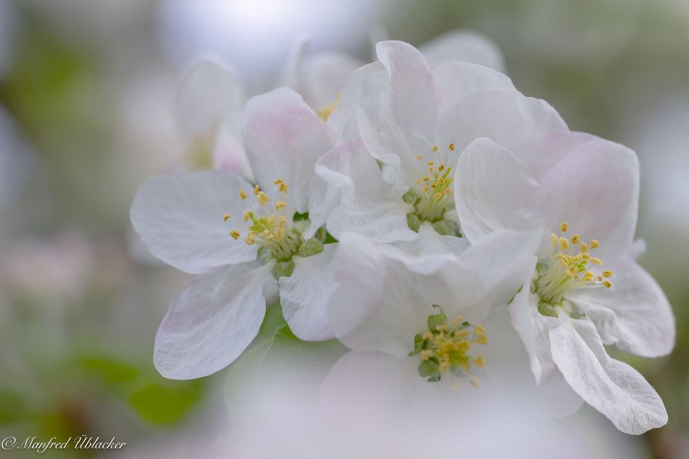 Apfelblüte im ...