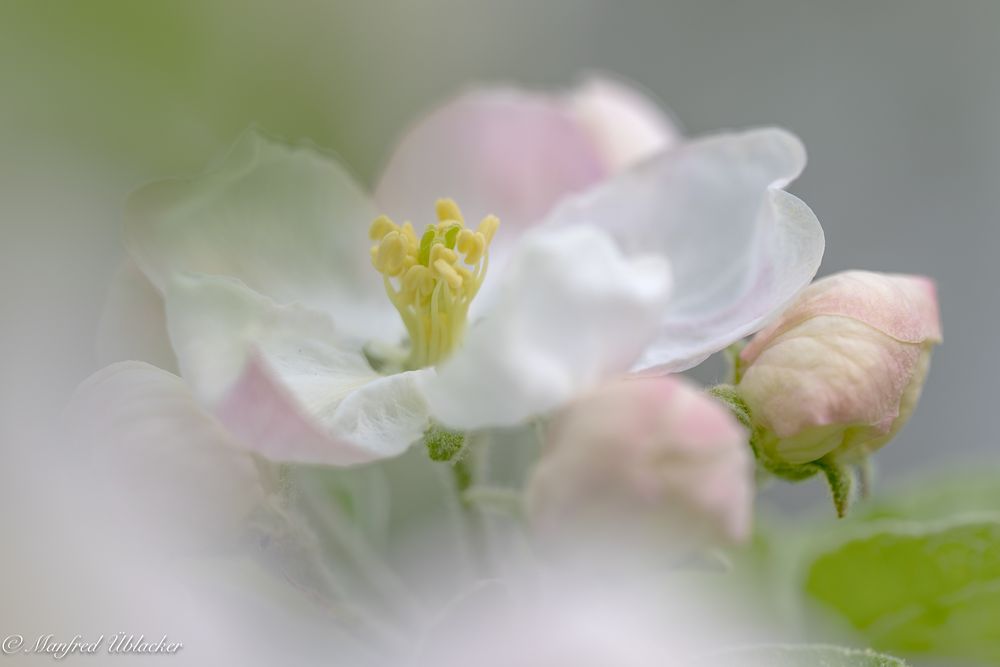 Apfelblüte im ...