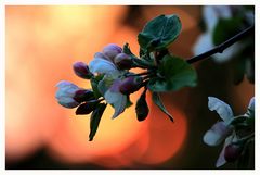 Apfelblüte im Abendlicht