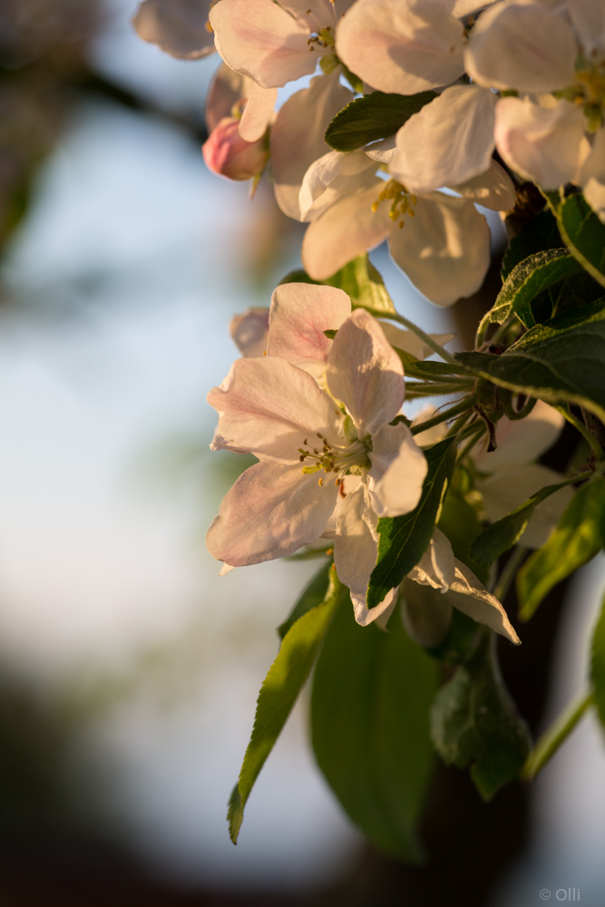 Apfelblüte im Abendlicht