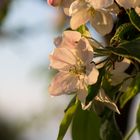 Apfelblüte im Abendlicht