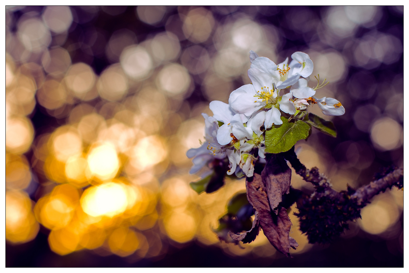 Apfelblüte im Abendlicht