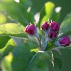 Apfelblüte im Abendlicht