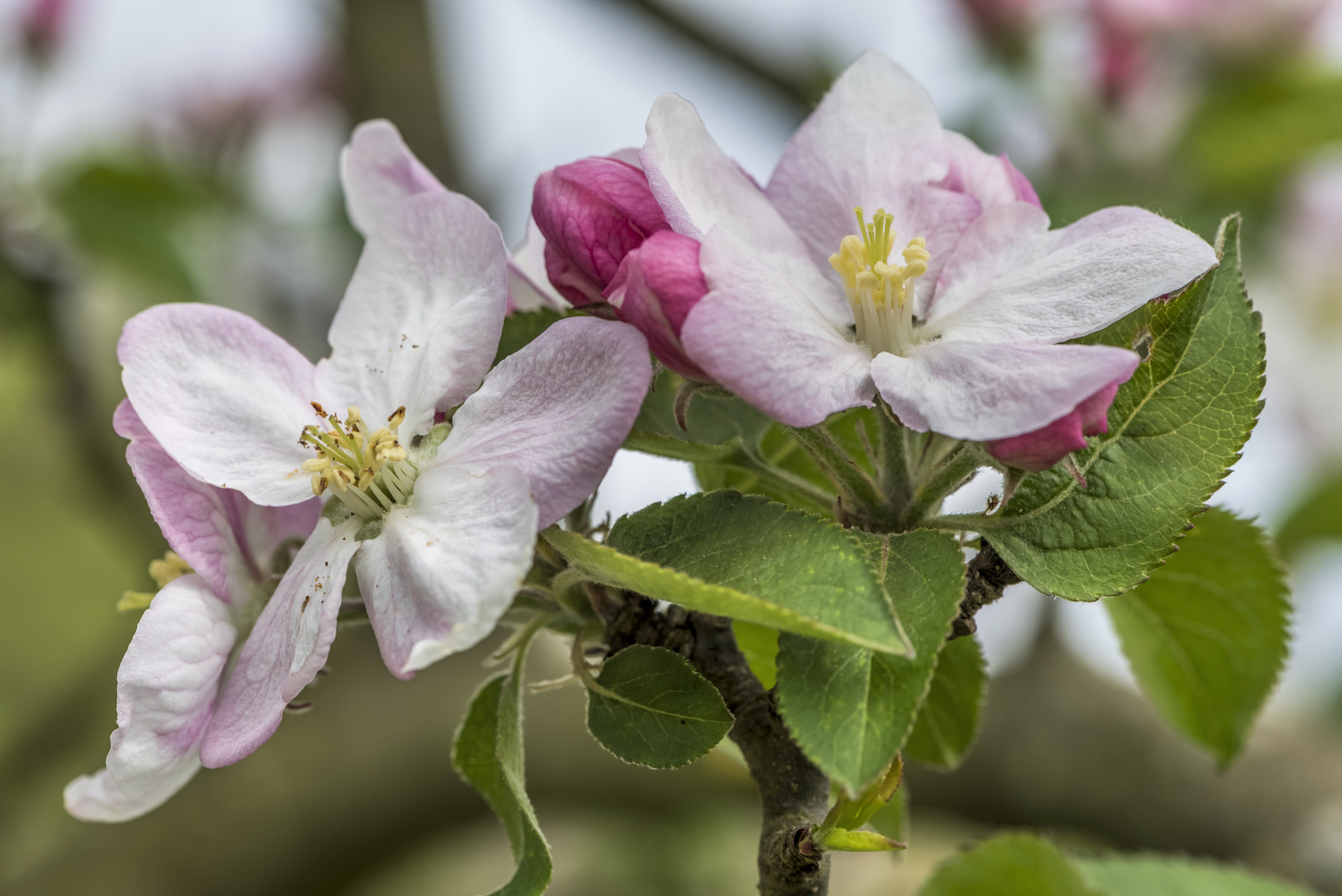 *Apfelblüte im Ahrtal*