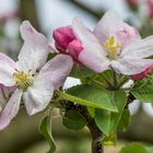 *Apfelblüte im Ahrtal*