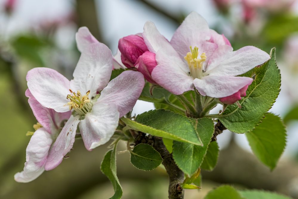 *Apfelblüte im Ahrtal*