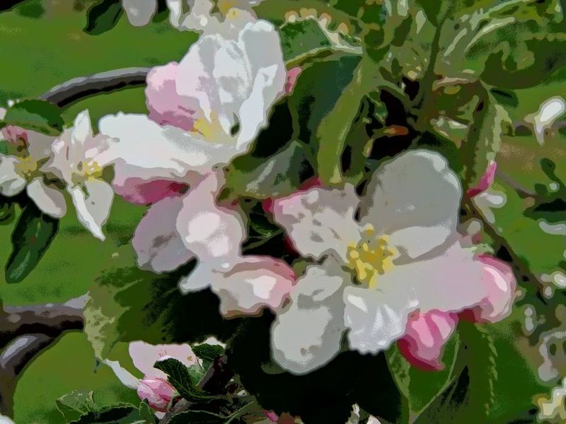 Apfelblüte im "Alten Land" 1