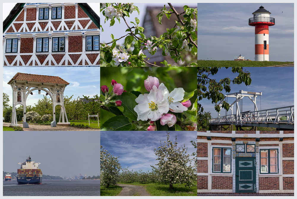 Apfelblüte im Alten Land