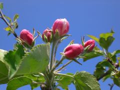 Apfelblüte im Alten Land