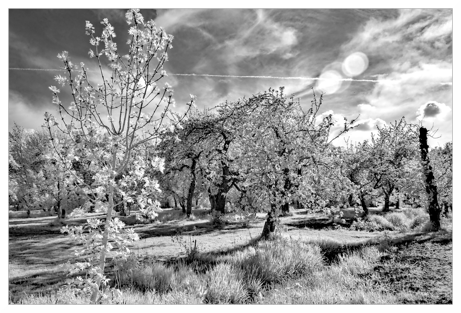 Apfelblüte im Alten Land