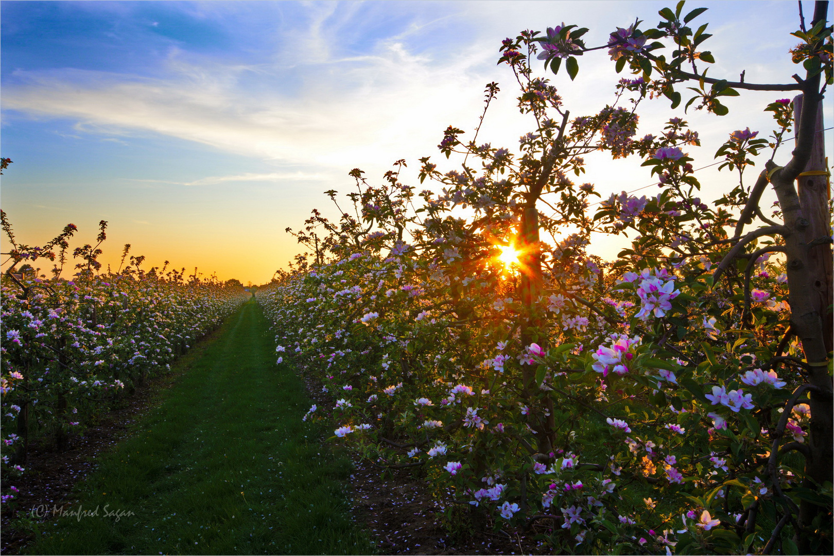 Apfelblüte im Alten Land