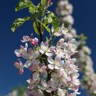 Apfelblüte im Alten Land