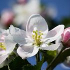 Apfelblüte im Alten Land