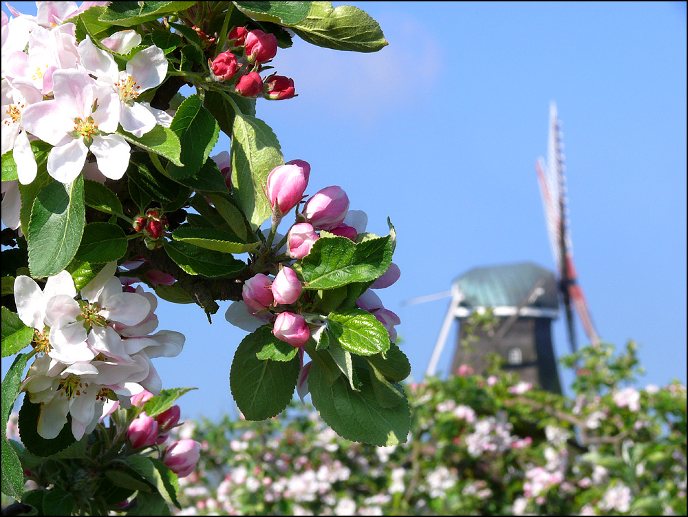 Apfelblüte im Alten Land....