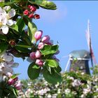 Apfelblüte im Alten Land....