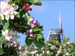 Apfelblüte im Alten Land....