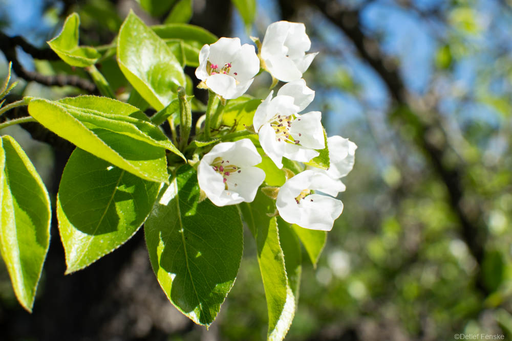 Apfelblüte im Alten Land