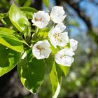 Apfelblüte im Alten Land