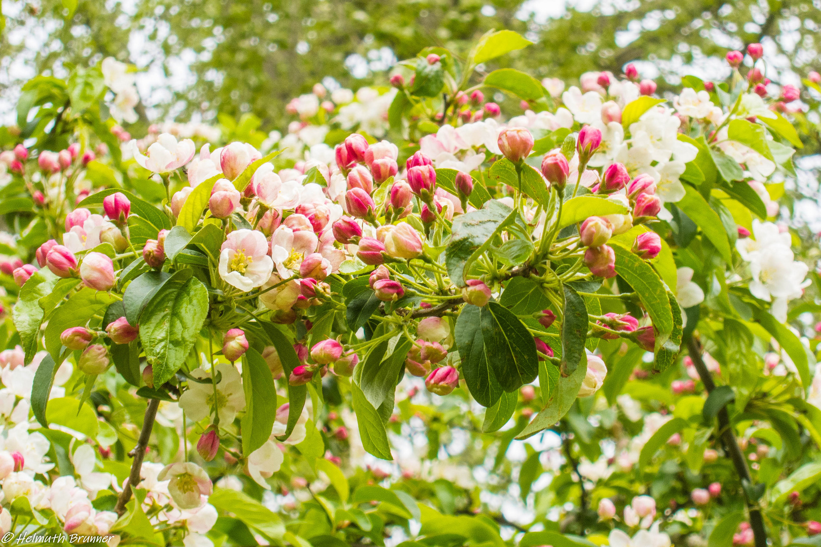 Apfelblüte im Alten Land