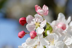 Apfelblüte im Alten Land