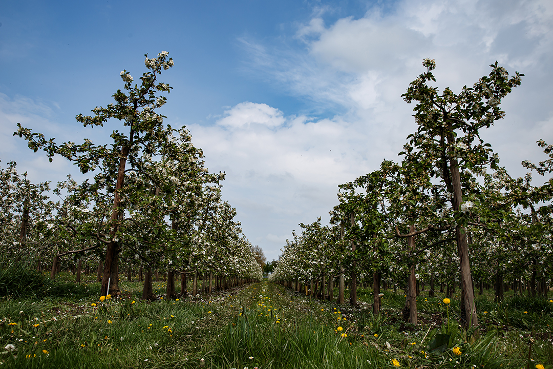 Apfelblüte im Alten Land bei Hamburg, Neuenfelde