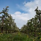 Apfelblüte im Alten Land bei Hamburg, Neuenfelde