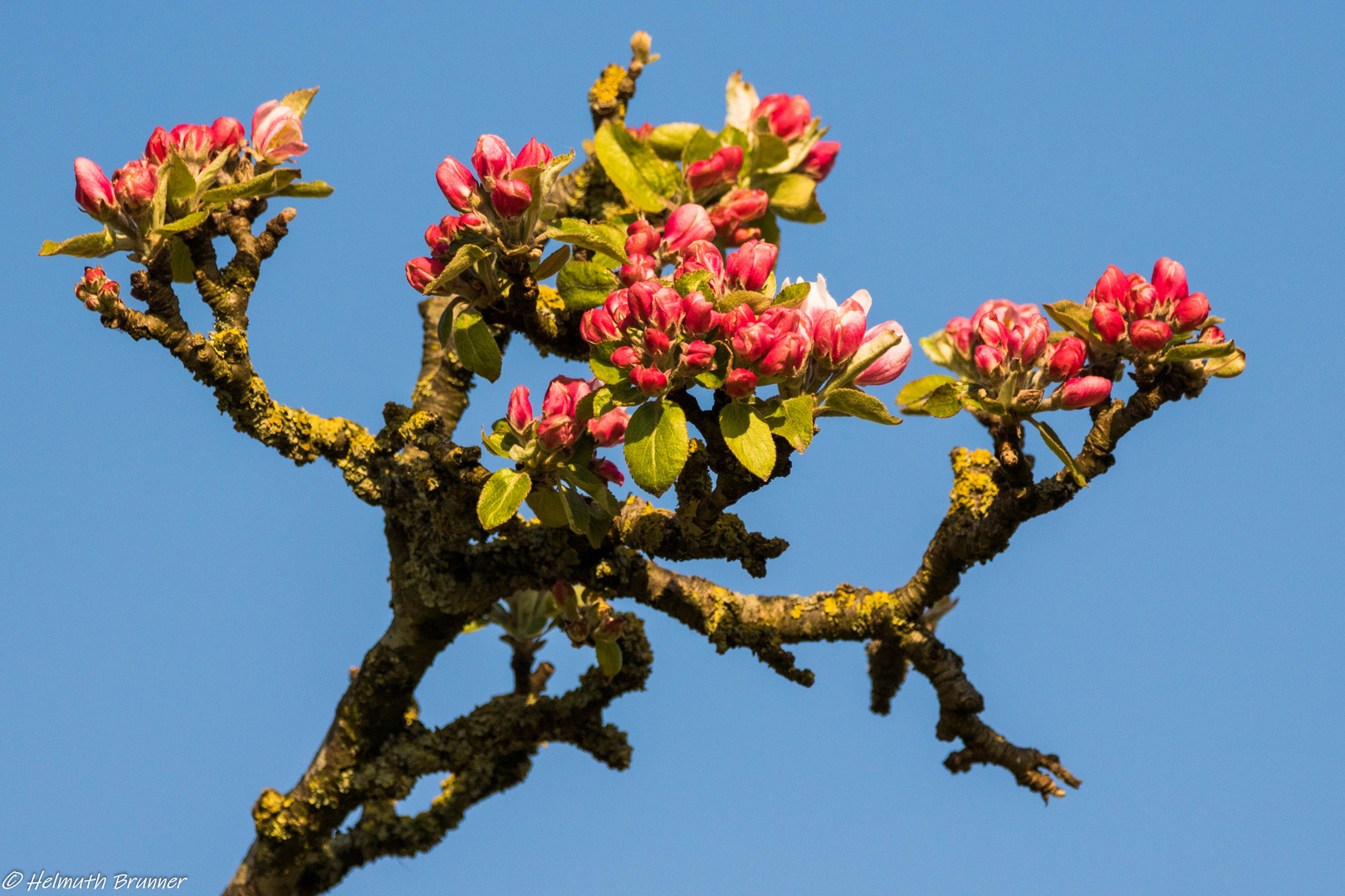 Apfelblüte im Alten Land