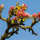 Apfelblüte im Alten Land