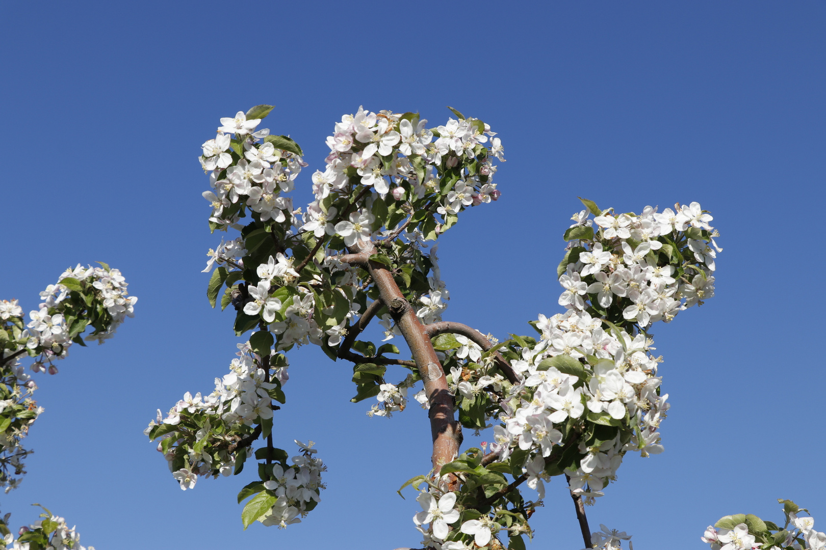 Apfelblüte im Alten Land