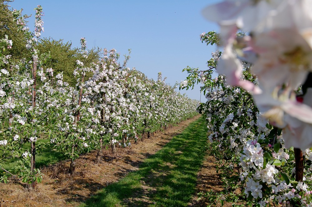 Apfelbluete im Alten Land Foto & Bild | landschaft, garten ...