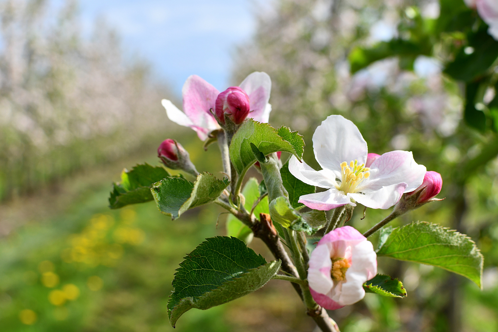 Apfelblüte im Alten Land II