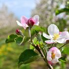 Apfelblüte im Alten Land II