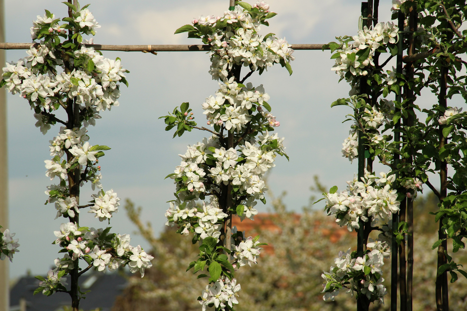 Apfelblüte im April