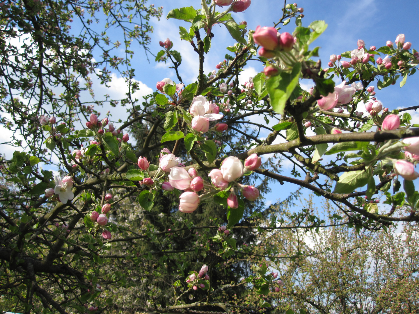 Apfelblüte im April 2014
