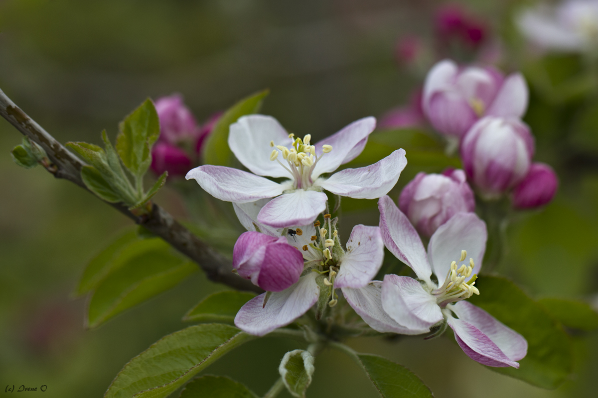 Apfelblüte im April...