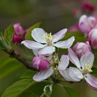 Apfelblüte im April...