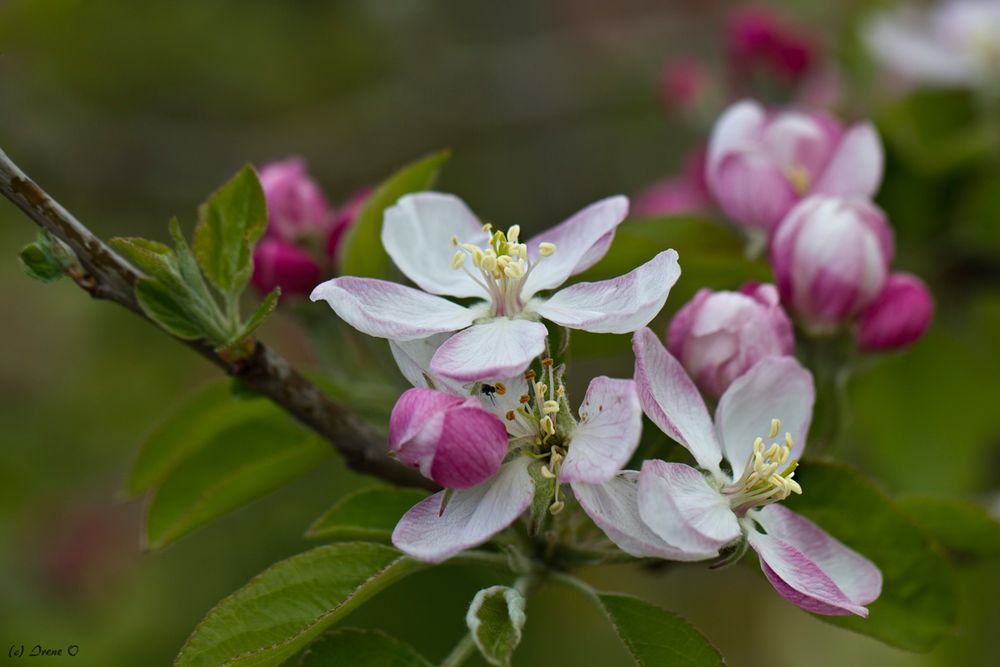 Apfelblüte im April...