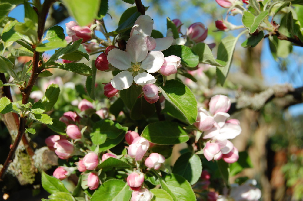 Apfelblüte im April