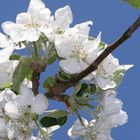 Apfelblüte im April