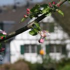 Apfelblüte im Bergischen Land