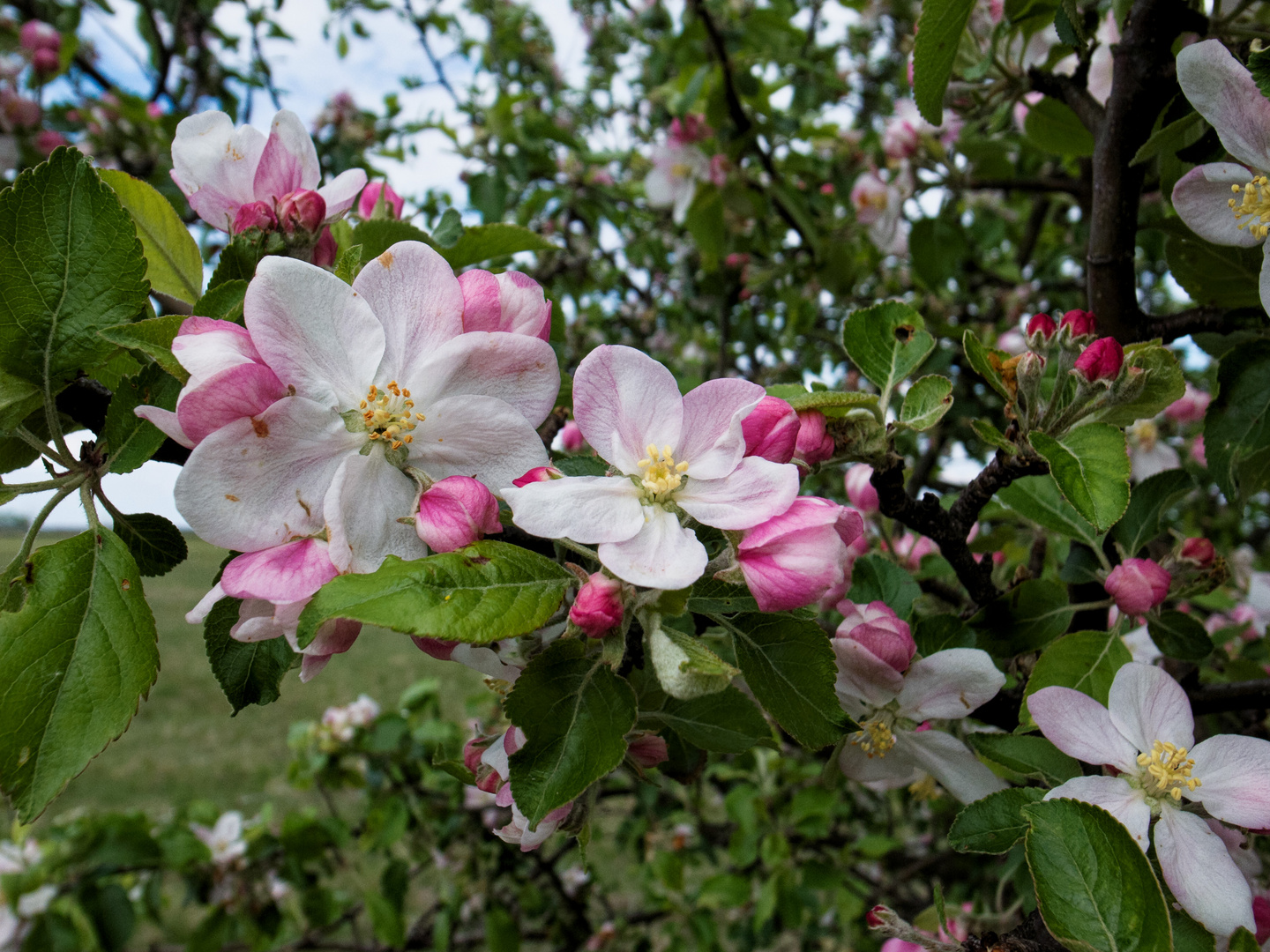 Apfelblüte im Burgenland